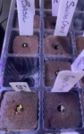 35 Premium Vegetable Seed Variety Pack