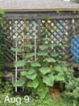 35 Premium Vegetable Seed Variety Pack