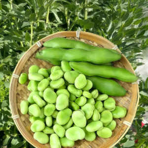 Vroma Bean Seed