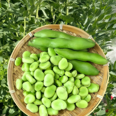 Vroma Bean Seed