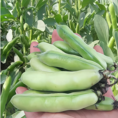 Vroma Bean Seed