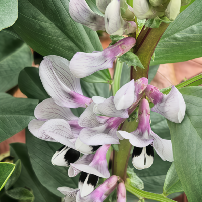 Vroma Bean Seed