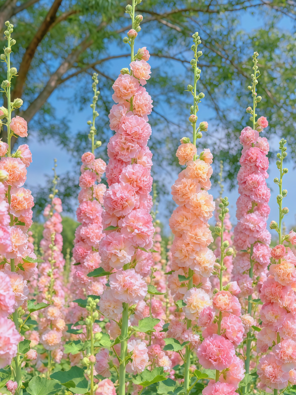 蜀葵2 Peaches 'n' Dreams (OP) Hollyhock Seed