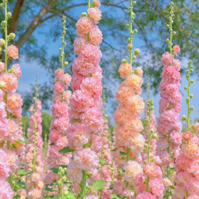 蜀葵2 Peaches 'n' Dreams (OP) Hollyhock Seed