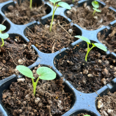 蜀葵4 Peaches 'n' Dreams (OP) Hollyhock Seed