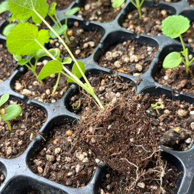 蜀葵6 Peaches 'n' Dreams (OP) Hollyhock Seed