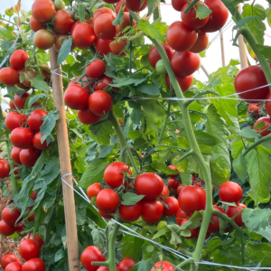 Firebird (F1) Tomato Seed