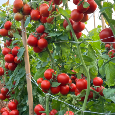 西红柿1 Firebird (F1) Tomato Seed