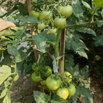 西红柿7 Firebird (F1) Tomato Seed