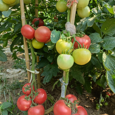 西红柿8 Firebird (F1) Tomato Seed