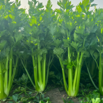 西芹2 Tango Organic Pelleted Celery Seed