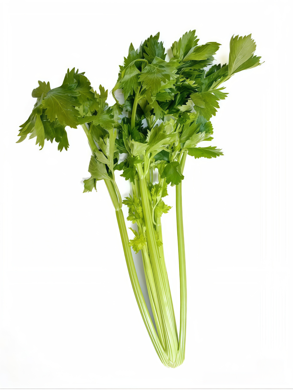 西芹3 Tango Organic Pelleted Celery Seed
