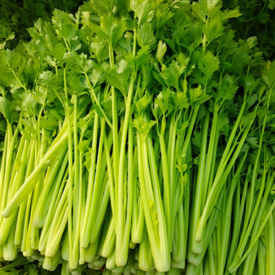 西芹4 Tango Organic Pelleted Celery Seed