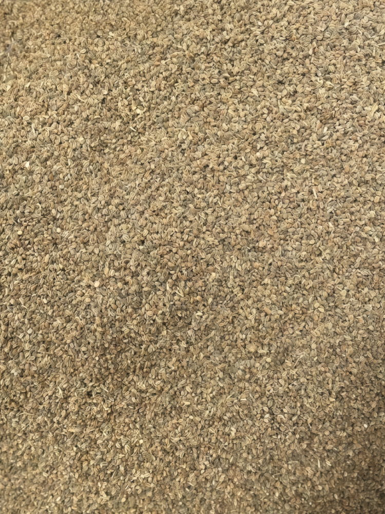 西芹5 Tango Organic Pelleted Celery Seed
