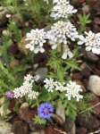 Premium Wildflower Mix Seeds: 134,000 Seeds Per Bag