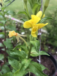 Premium Wildflower Mix Seeds: 134,000 Seeds Per Bag