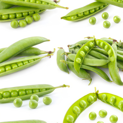 豌豆4 Maxigolt Pea Seed