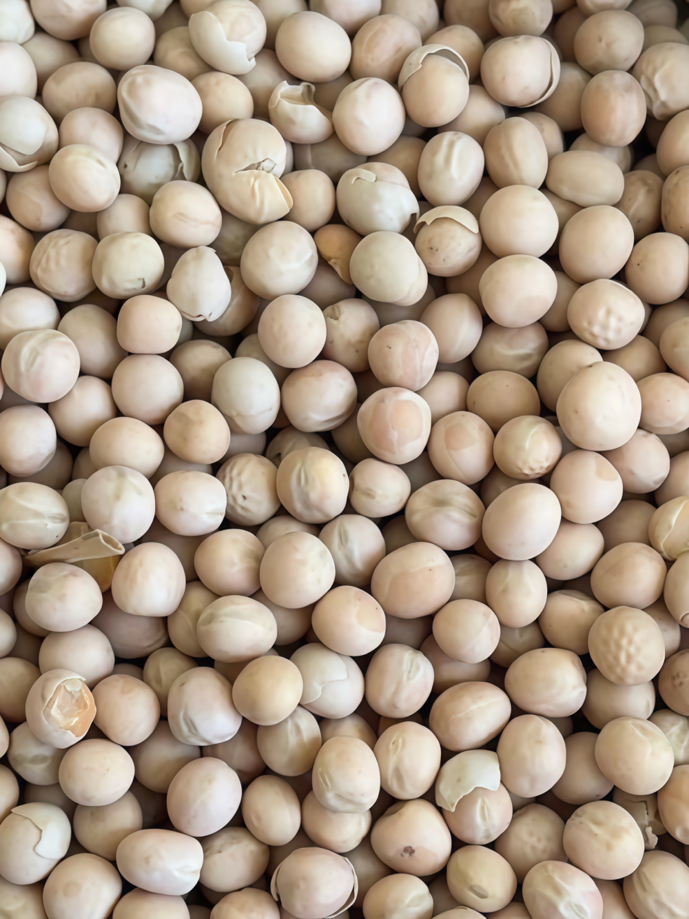 豌豆5 Maxigolt Pea Seed
