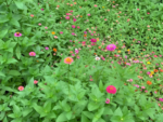 Premium Wildflower Mix Seeds: 134,000 Seeds Per Bag