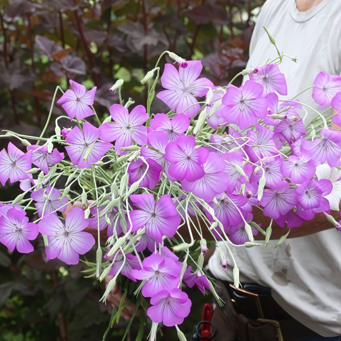 麦仙翁1 Purple Queen Agrostemma Seed