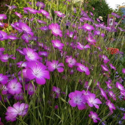 Purple Queen Agrostemma Seed