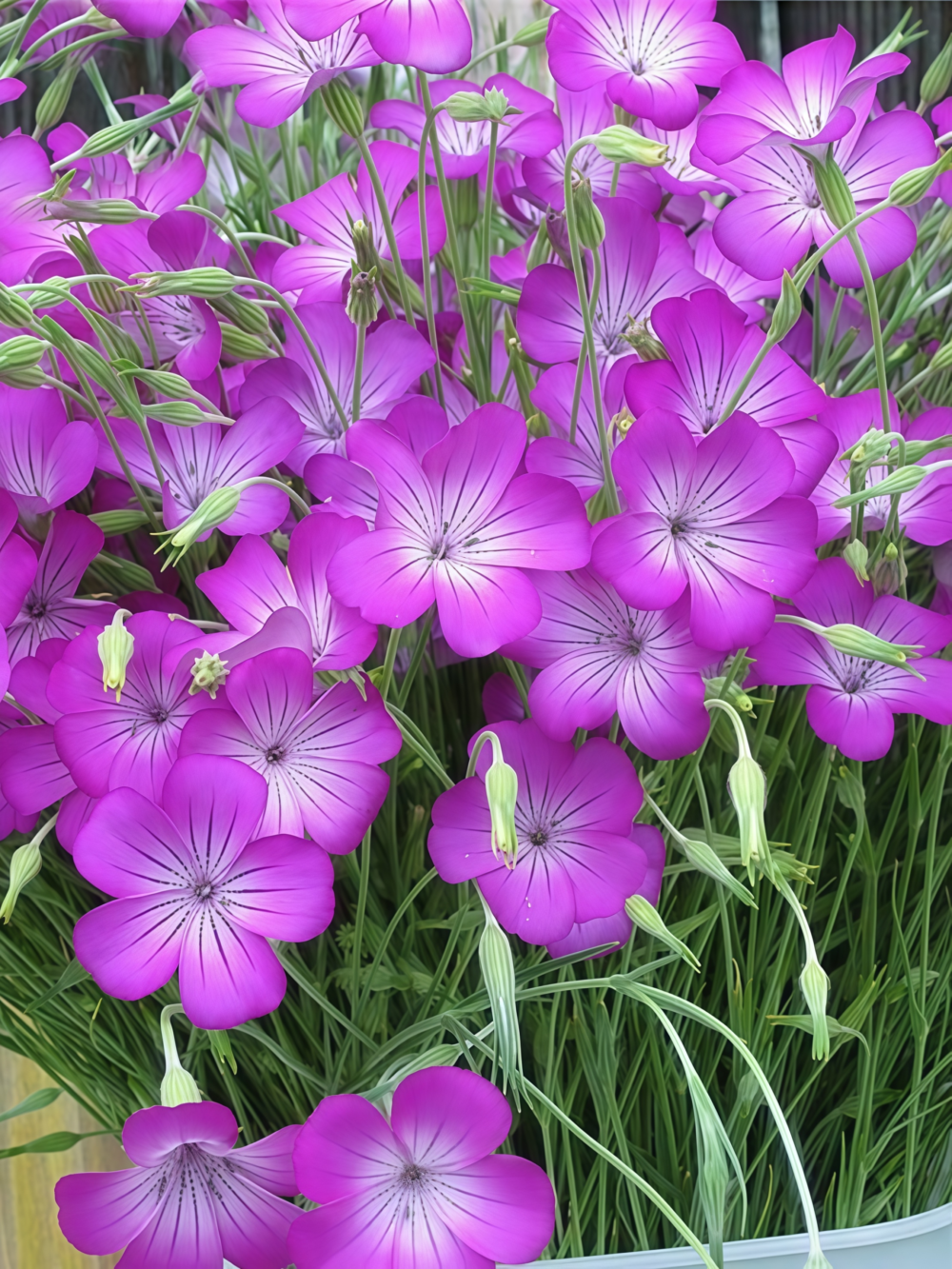 Purple Queen Agrostemma Seed