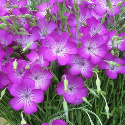 Purple Queen Agrostemma Seed