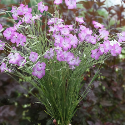 Purple Queen Agrostemma Seed
