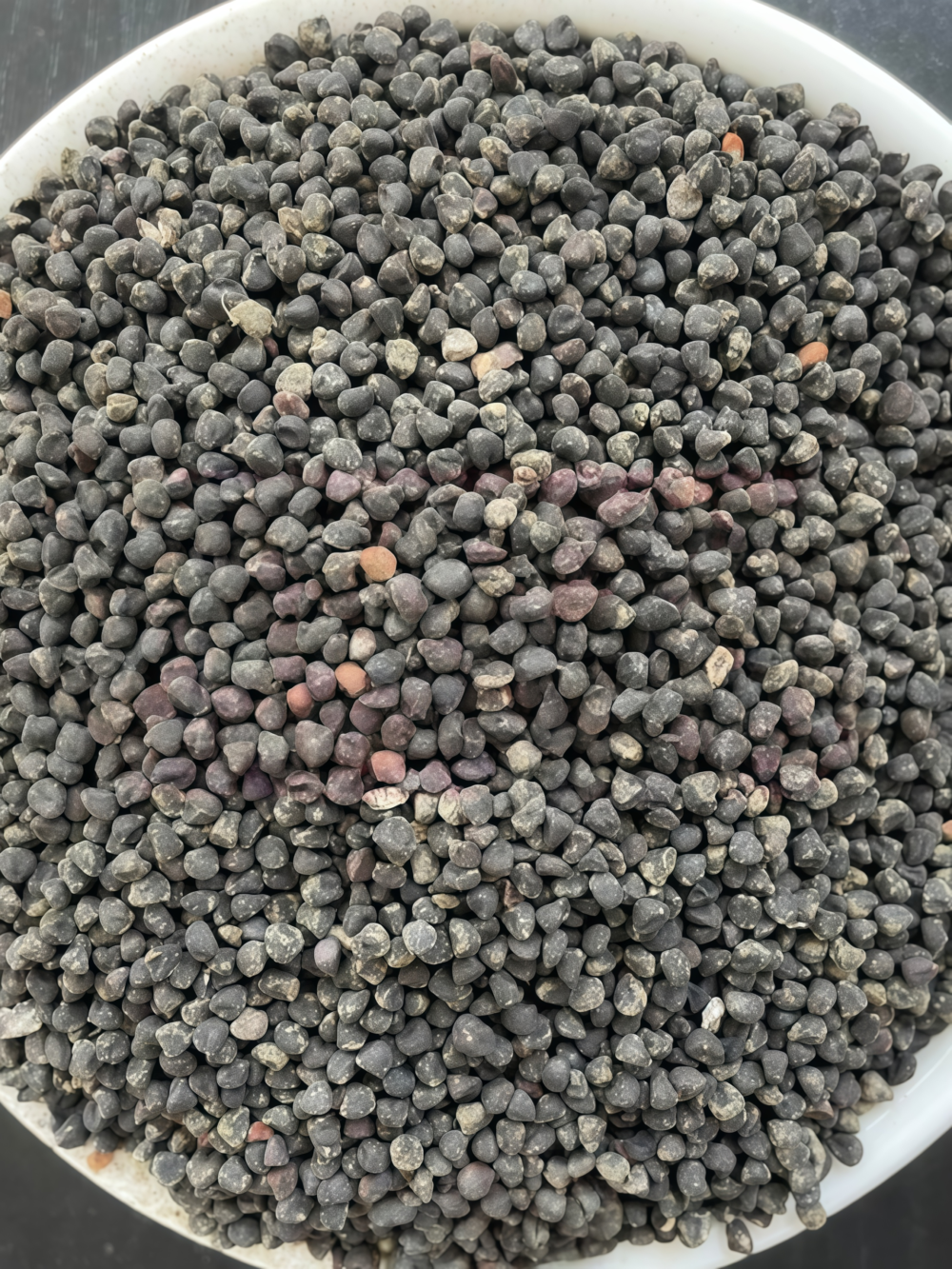 Purple Queen Agrostemma Seed