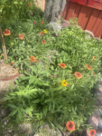 110,600+ Wildflower Seeds - 25 Annual Mix