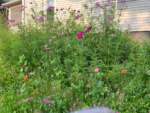 110,600+ Wildflower Seeds - 25 Annual Mix