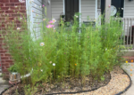 110,600+ Wildflower Seeds - 25 Annual Mix