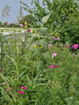 Premium Wildflower Mix Seeds: 134,000 Seeds Per Bag
