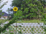 Premium Wildflower Mix Seeds: 134,000 Seeds Per Bag
